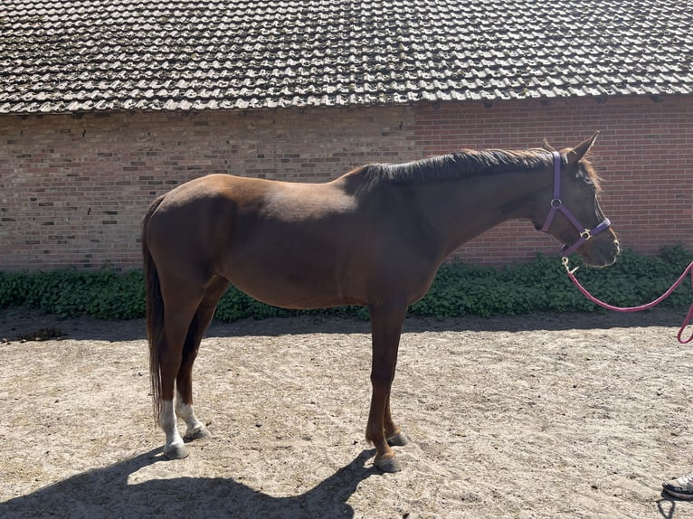 German Sport Horse Mare 6 years 16,1 hh Chestnut-Red in Varrel