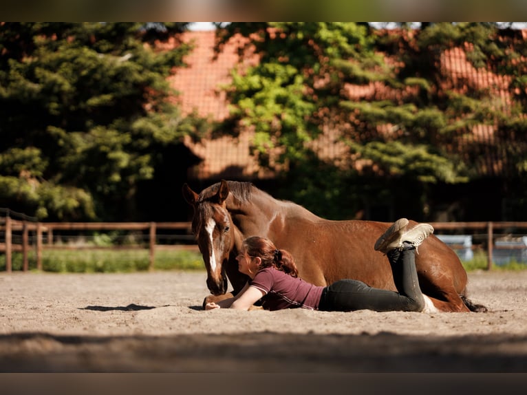 German Sport Horse Mare 6 years 16,1 hh Chestnut-Red in Varrel