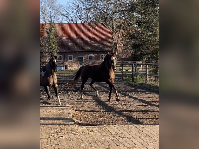 German Sport Horse Mare 6 years 16,1 hh Chestnut-Red in Varrel