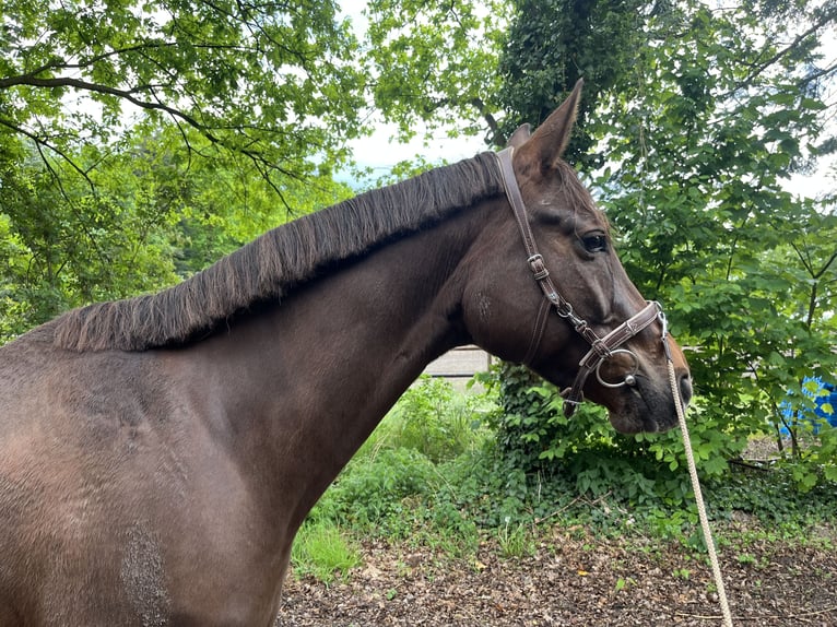 German Sport Horse Mare 6 years 16,1 hh Chestnut-Red in Varrel