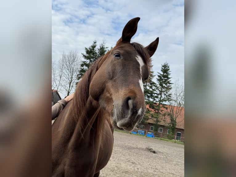 German Sport Horse Mare 6 years 16,1 hh Chestnut-Red in Varrel