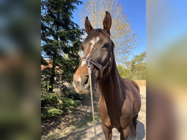German Sport Horse Mare 6 years 16,1 hh Chestnut-Red in Varrel