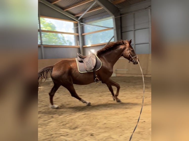 German Sport Horse Mare 6 years 16,1 hh Chestnut-Red in Varrel
