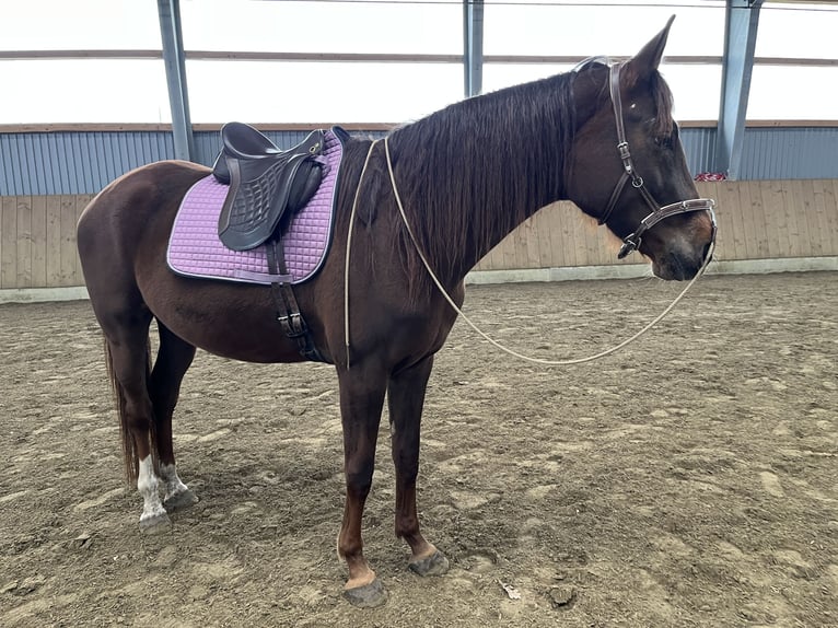 German Sport Horse Mare 6 years 16,1 hh Chestnut-Red in Varrel