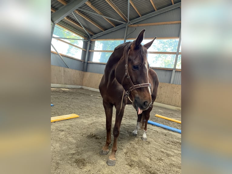 German Sport Horse Mare 6 years 16,1 hh Chestnut-Red in Varrel