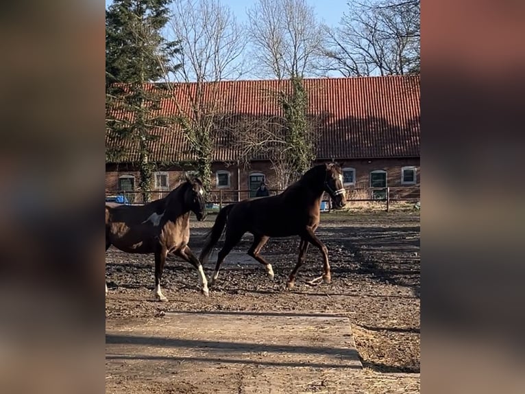 German Sport Horse Mare 6 years 16,1 hh Chestnut-Red in Varrel