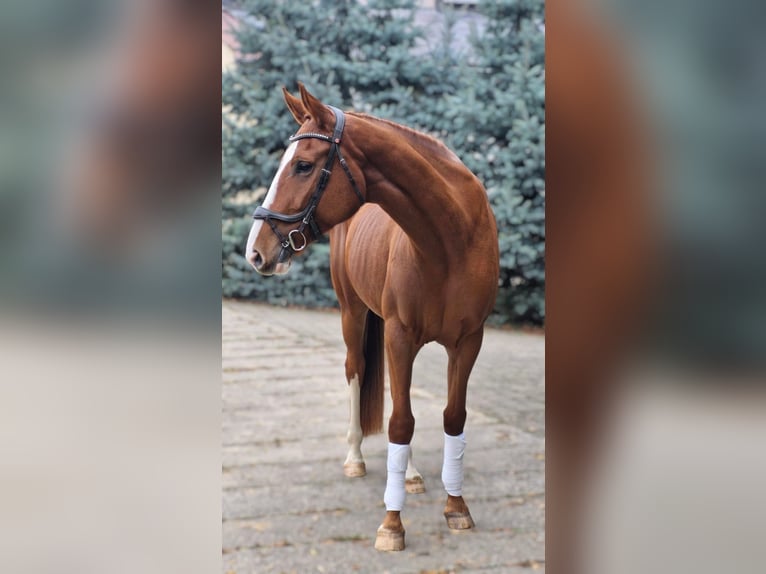 German Sport Horse Mare 6 years 16,1 hh Chestnut-Red in Leipzig