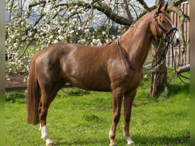German Sport Horse Mare 6 years 16,1 hh Chestnut in Zernien