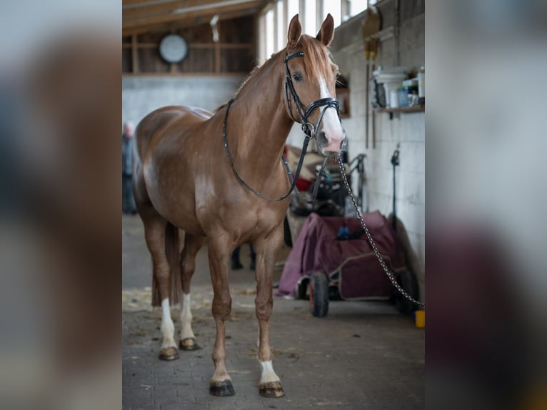German Sport Horse Mare 6 years 16,1 hh Chestnut in Zernien