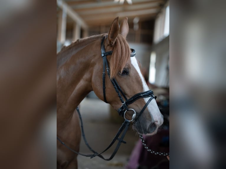 German Sport Horse Mare 6 years 16,1 hh Chestnut in Zernien