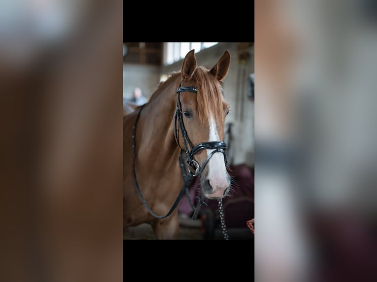 German Sport Horse Mare 6 years 16,1 hh Chestnut in Zernien