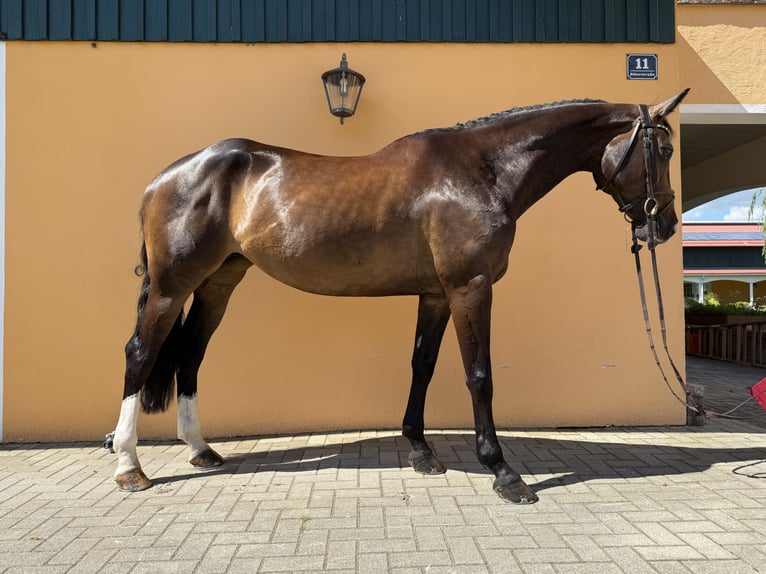 German Sport Horse Mare 6 years 16,1 hh Smoky-Black in M&#xFC;hldorf am Inn