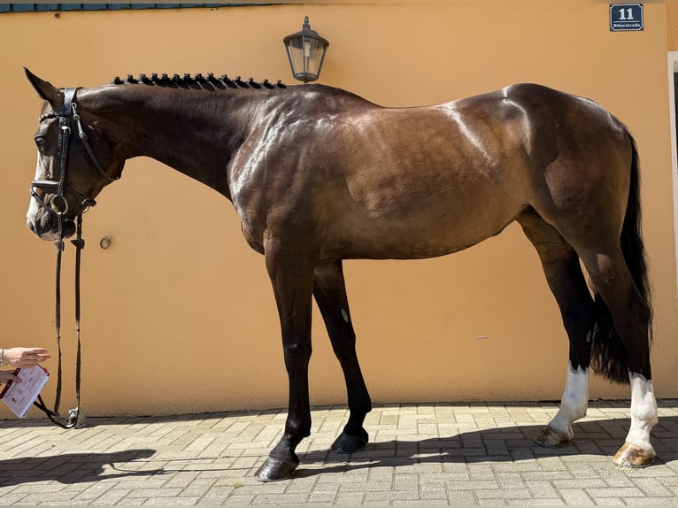 German Sport Horse Mare 6 years 16,1 hh Smoky-Black in M&#xFC;hldorf am Inn