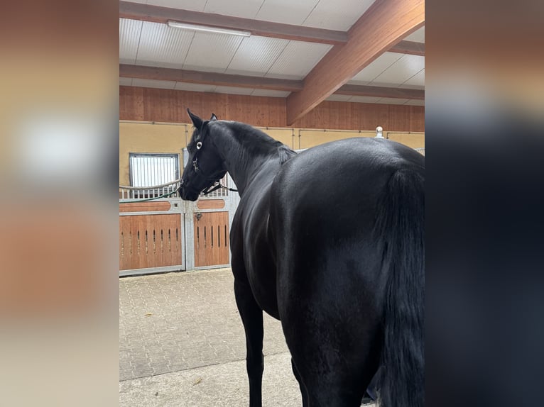German Sport Horse Mare 6 years 16,2 hh Black in Kirchenthumbach