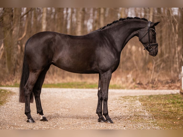German Sport Horse Mare 6 years 16,2 hh Black in Wehringen