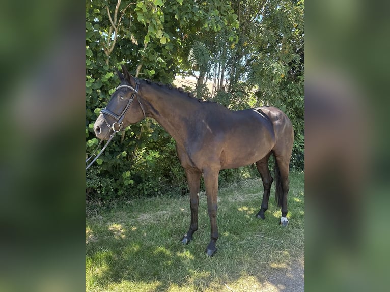 German Sport Horse Mare 6 years 16,2 hh Black in Donzdorf