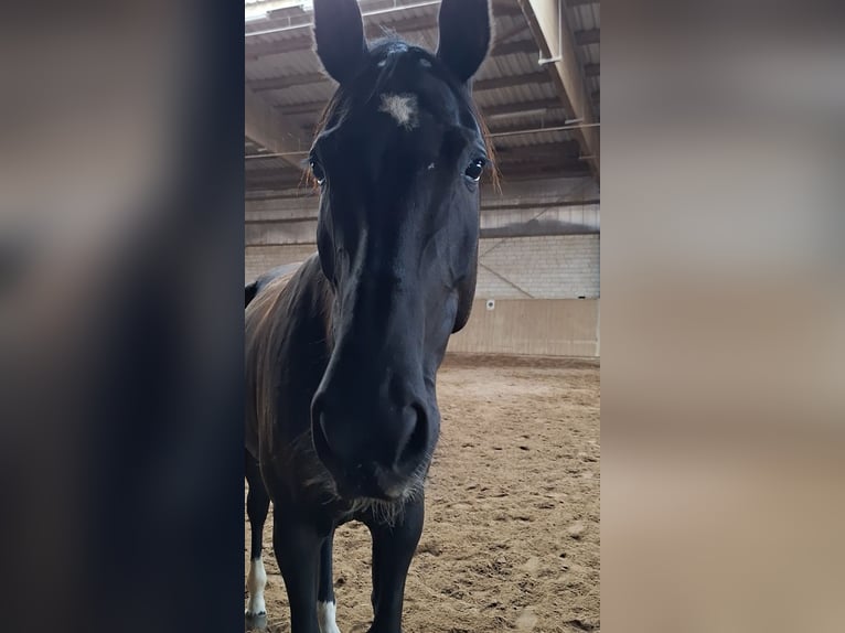 German Sport Horse Mare 6 years 16,2 hh Black in Neustadt dosse