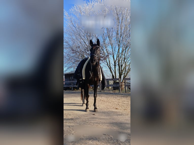 German Sport Horse Mare 6 years 16,2 hh Black in Maisach