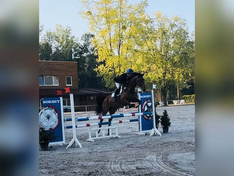 German Sport Horse Mare 6 years 16,2 hh Brown in Gotha