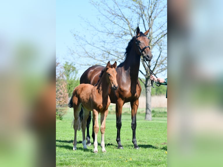 German Sport Horse Mare 6 years 16,2 hh Brown in Zossen OT Horstfelde