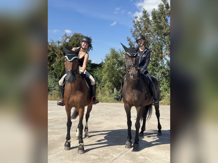 German Sport Horse Mare 6 years 16,2 hh Brown in Leipzig