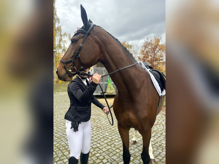 German Sport Horse Mare 6 years 16,2 hh Brown in Leipzig