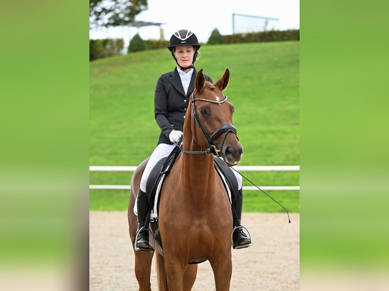 German Sport Horse Mare 6 years 16,2 hh Chestnut-Red in Gomadingen