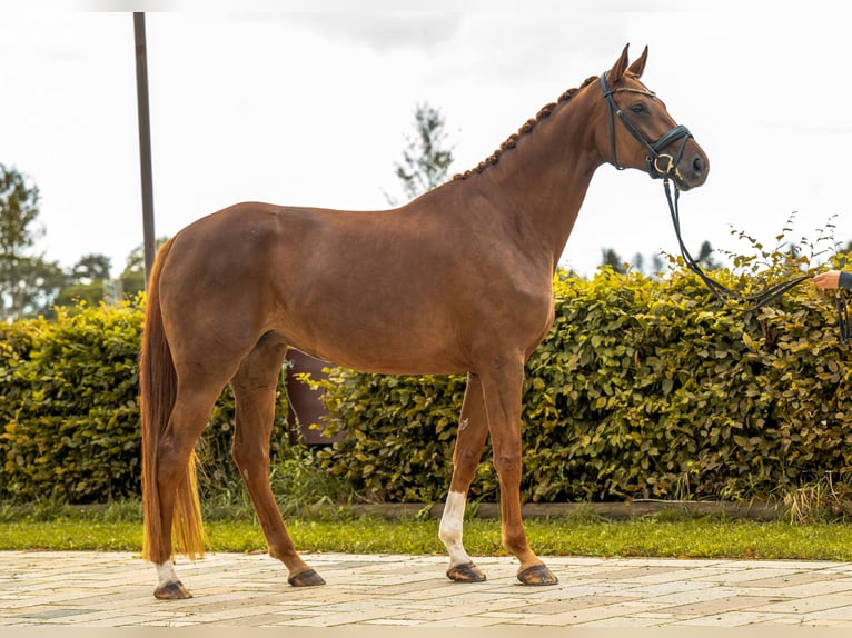 German Sport Horse Mare 6 years 16,2 hh Chestnut-Red in Gomadingen