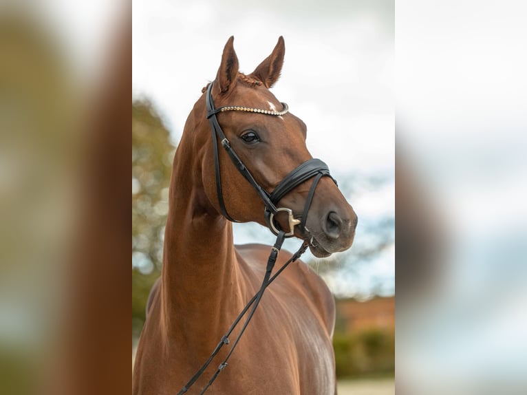 German Sport Horse Mare 6 years 16,2 hh Chestnut-Red in Gomadingen