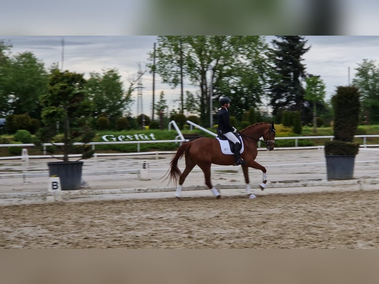 German Sport Horse Mare 6 years 16,2 hh Chestnut-Red in Grafschaft