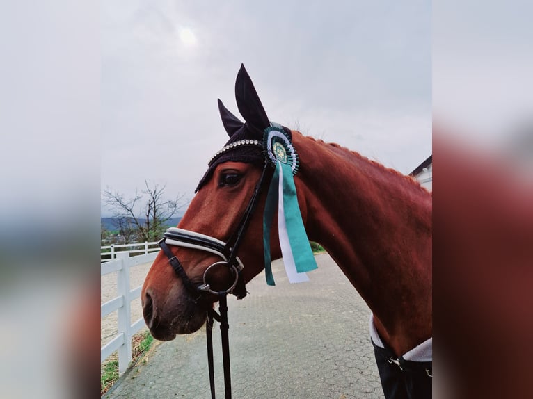 German Sport Horse Mare 6 years 16,2 hh Chestnut-Red in Grafschaft