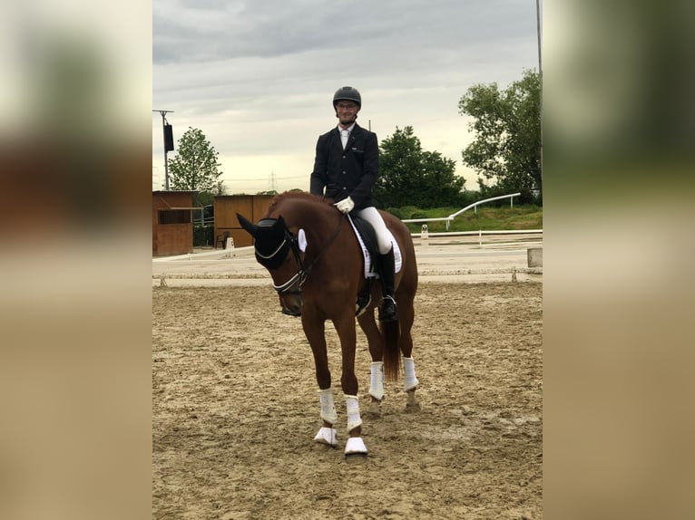 German Sport Horse Mare 6 years 16,2 hh Chestnut-Red in Grafschaft