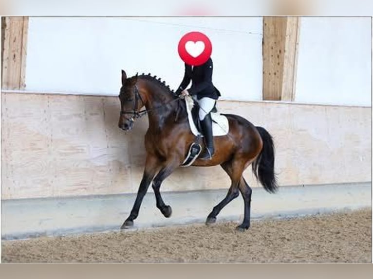 German Sport Horse Mare 6 years 16,3 hh Bay-Dark in Lommatzsch