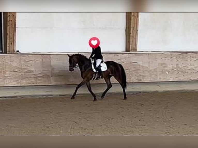 German Sport Horse Mare 6 years 16,3 hh in Lommatzsch