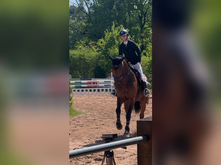 German Sport Horse Mare 6 years 16,3 hh Brown in Kirchenthumbach