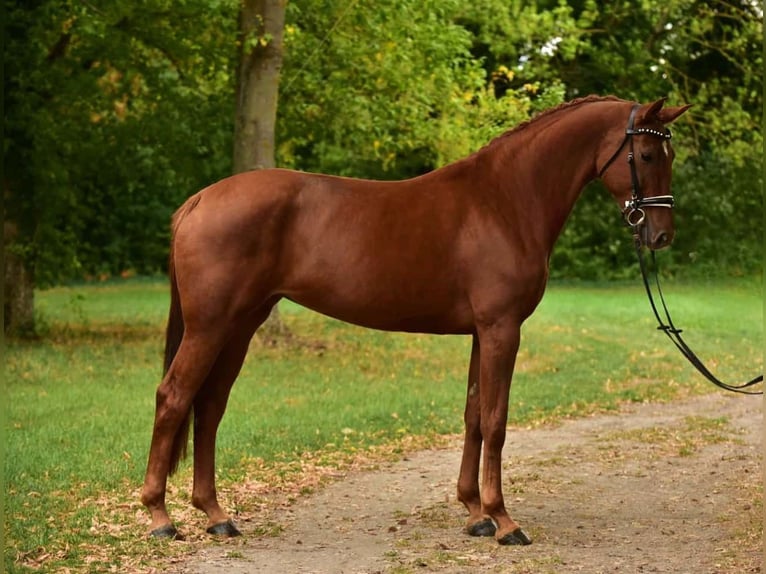 German Sport Horse Mare 6 years 16,3 hh Chestnut in Tatab&#xE1;nya