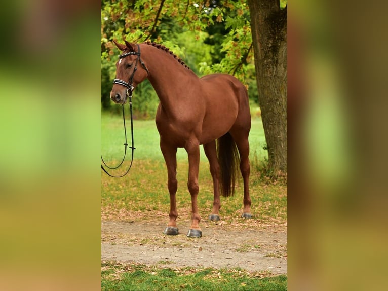 German Sport Horse Mare 6 years 16,3 hh Chestnut in Tatab&#xE1;nya