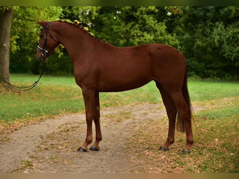 German Sport Horse Mare 6 years 16,3 hh Chestnut in Tatab&#xE1;nya