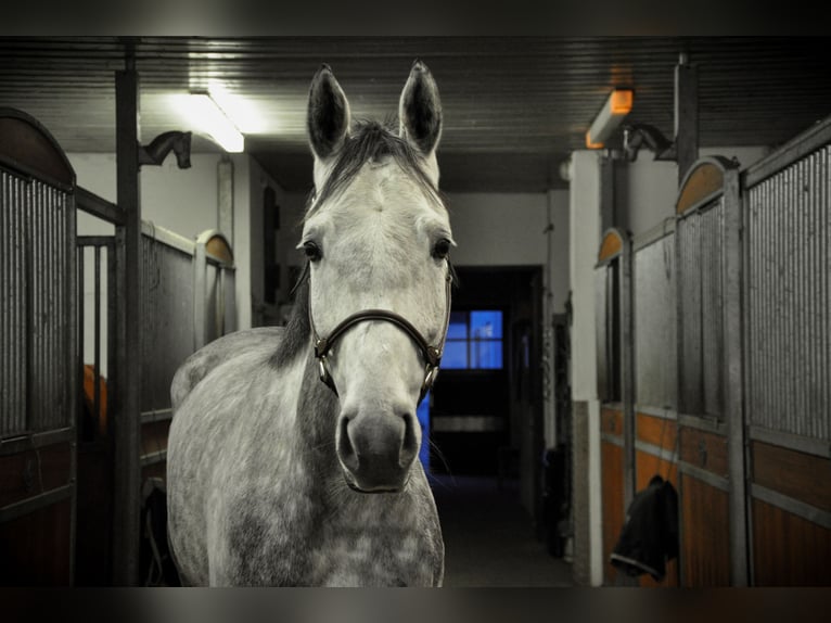 German Sport Horse Mare 6 years 16,3 hh Grey-Dapple in Fraunberg