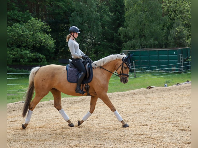 German Sport Horse Mare 6 years 16,3 hh Palomino in Rheinsberg