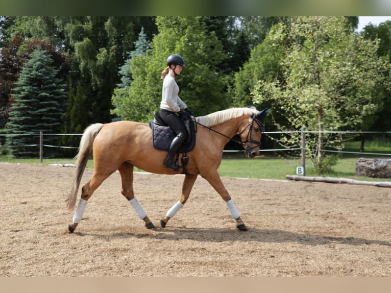 German Sport Horse Mare 6 years 16,3 hh Palomino in Rheinsberg