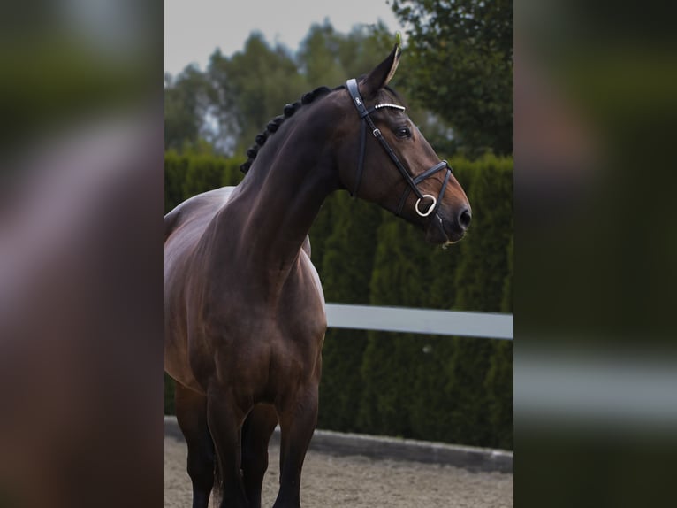 German Sport Horse Mare 6 years 17 hh Bay-Dark in Schwäbisch Hall