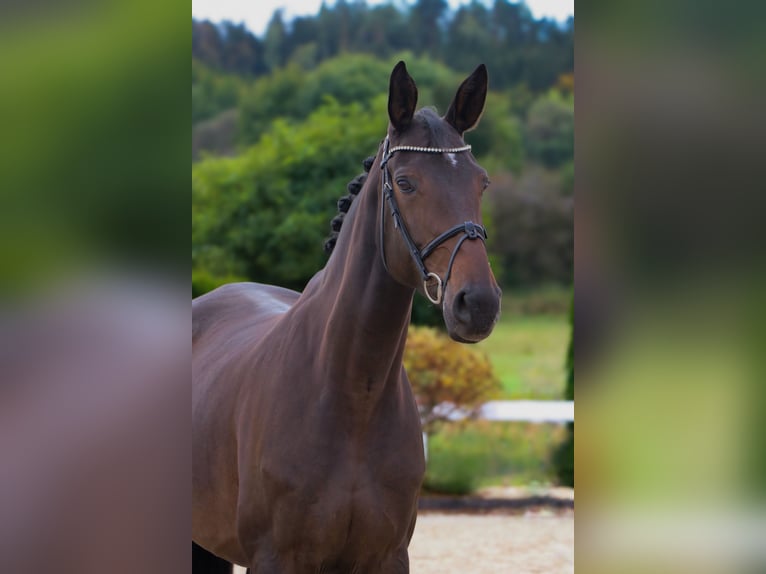 German Sport Horse Mare 6 years 17 hh Bay-Dark in Schwäbisch Hall