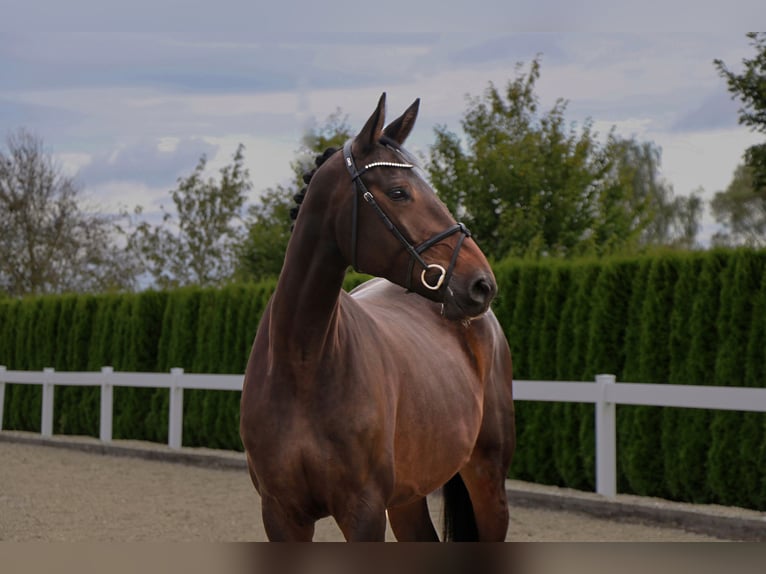 German Sport Horse Mare 6 years 17 hh Bay-Dark in Schwäbisch Hall