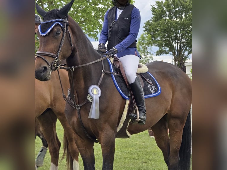 German Sport Horse, Mare, 6 years, 17 hh, Bay-Dark