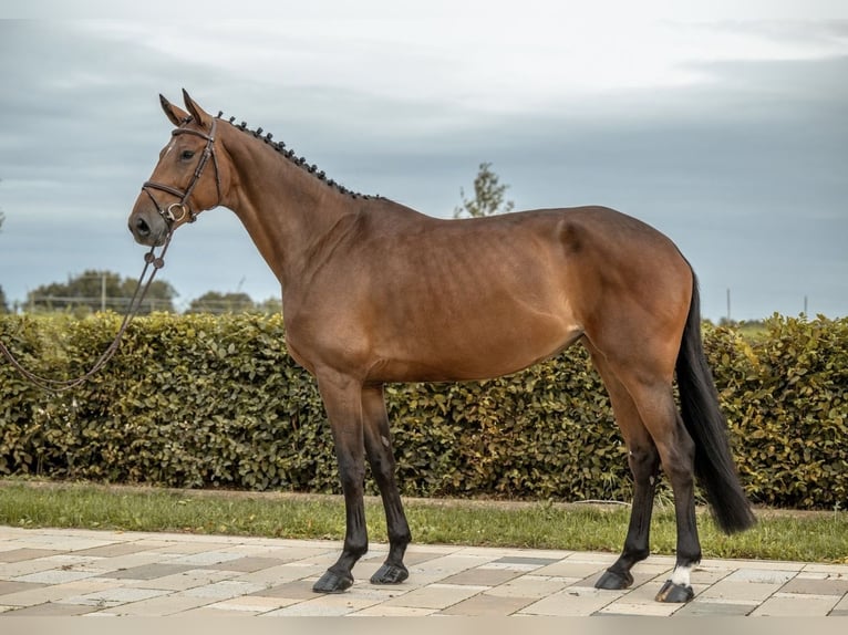 German Sport Horse Mare 6 years 17 hh Brown in Göppingen