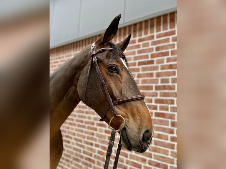 German Sport Horse Mare 6 years 17 hh Brown in Walldorf