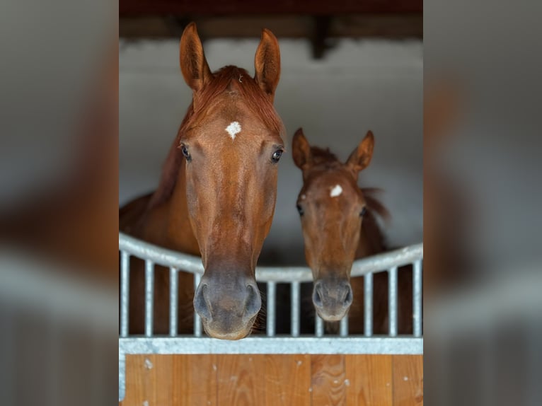 German Sport Horse Mare 6 years 17 hh Chestnut-Red in Müncheberg