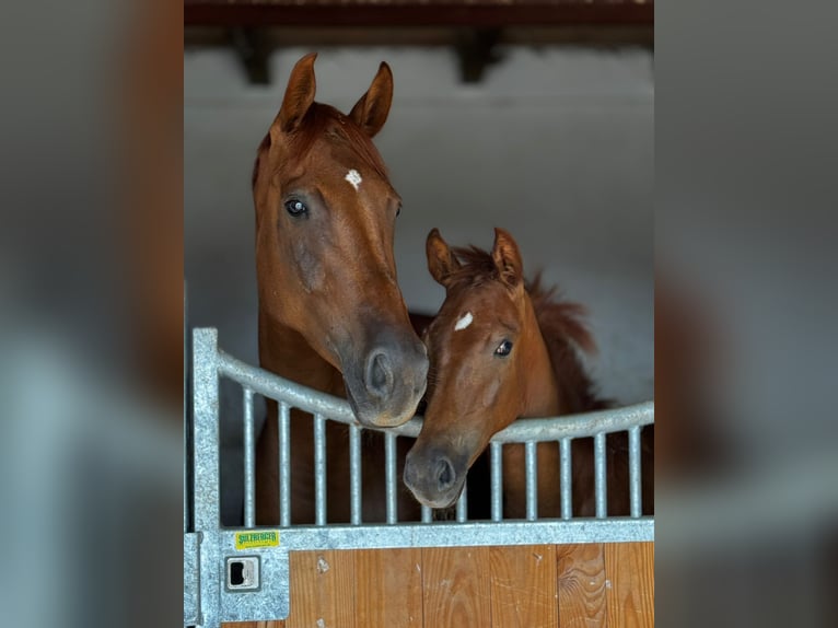 German Sport Horse Mare 6 years 17 hh Chestnut-Red in Müncheberg