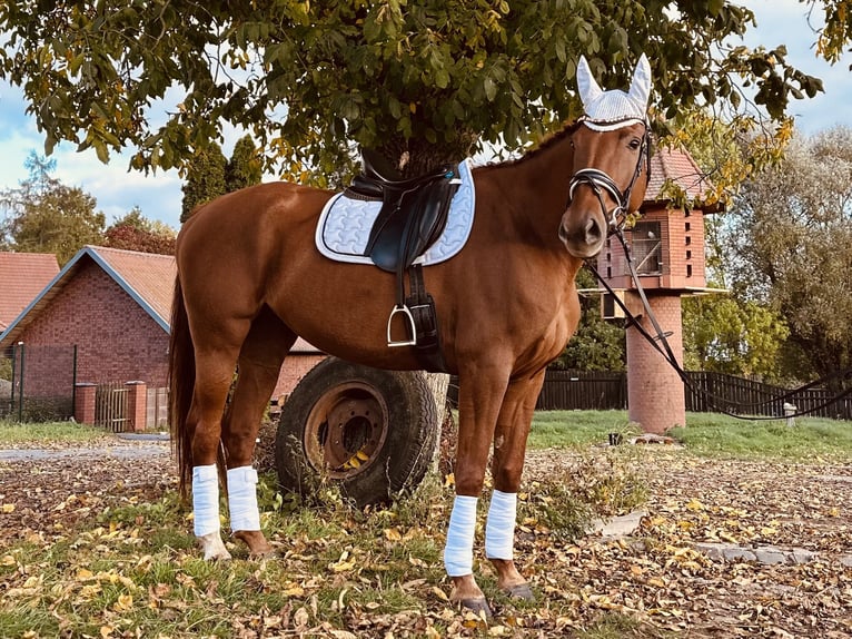 German Sport Horse Mare 6 years 17 hh Chestnut-Red in Müncheberg